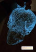 Black/Glow Skull